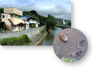 写真は社屋と傍に流れる川で生息する鴨たちです